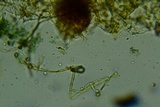 Pseudotomentella humicola image