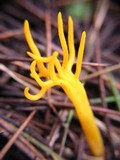 Clavulinopsis corniculata image