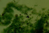 Pseudotomentella humicola image