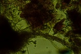 Pseudotomentella humicola image