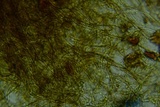 Pseudotomentella humicola image