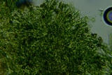 Pseudotomentella humicola image