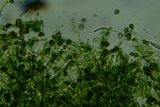 Pseudotomentella humicola image