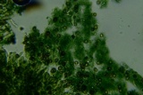 Pseudotomentella humicola image