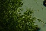 Pseudotomentella humicola image