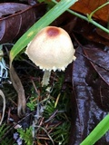 Lepiota magnispora image