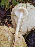 Lepiota magnispora image