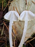 Lepiota magnispora image