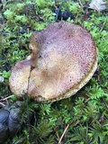 Suillus lakei image