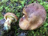 Suillus lakei image