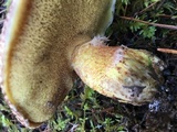 Suillus lakei image