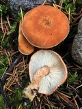 Cystodermella cinnabarina image