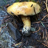Suillus caerulescens image
