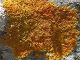 Xanthoria calcicola image