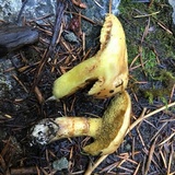 Suillus caerulescens image