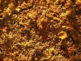 Xanthoria calcicola image