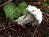 Hypomyces microspermus image