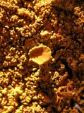 Xanthoria calcicola image