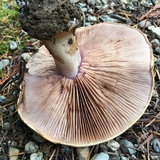 Cortinarius ponderosus image