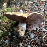 Cortinarius ponderosus image