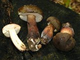 Tylopilus badiceps image