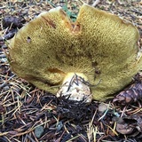 Suillus caerulescens image