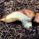 Suillus caerulescens image