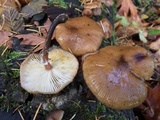 Armillaria nabsnona image