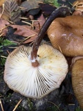 Armillaria nabsnona image