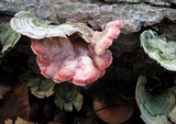 Phlebia incarnata image
