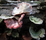Phlebia incarnata image
