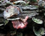 Phlebia incarnata image