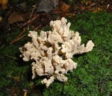 Clavulina rugosa image