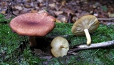 Tricholomopsis rutilans image