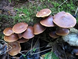 Agrocybe firma image