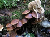 Agrocybe firma image