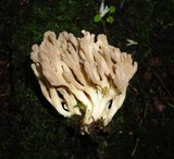 Clavulina rugosa image