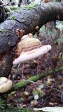Fomitopsis mounceae image