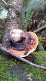 Fomitopsis mounceae image