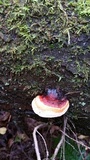 Fomitopsis mounceae image