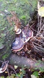 Fomitopsis mounceae image