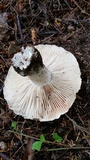 Russula nigricans image