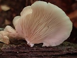 Crepidotus applanatus image