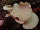 Crepidotus applanatus image
