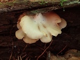 Crepidotus applanatus image