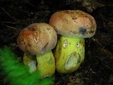 Boletus subluridellus image