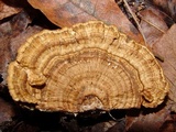 Daedaleopsis confragosa image