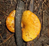 Boletinellus merulioides image