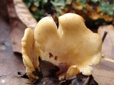 Hohenbuehelia angustata image