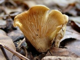 Hohenbuehelia angustata image